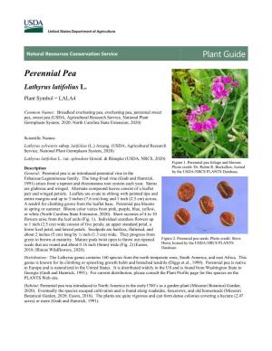 Plant Guide for Perennial Pea (Lathyrus Latifolius)