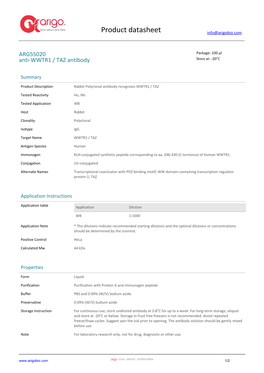 Anti-WWTR1 / TAZ Antibody (ARG55020)