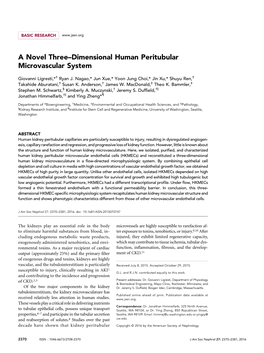 A Novel Three–Dimensional Human Peritubular Microvascular System