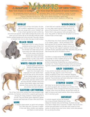 Mammals of New York State Poster (PDF)