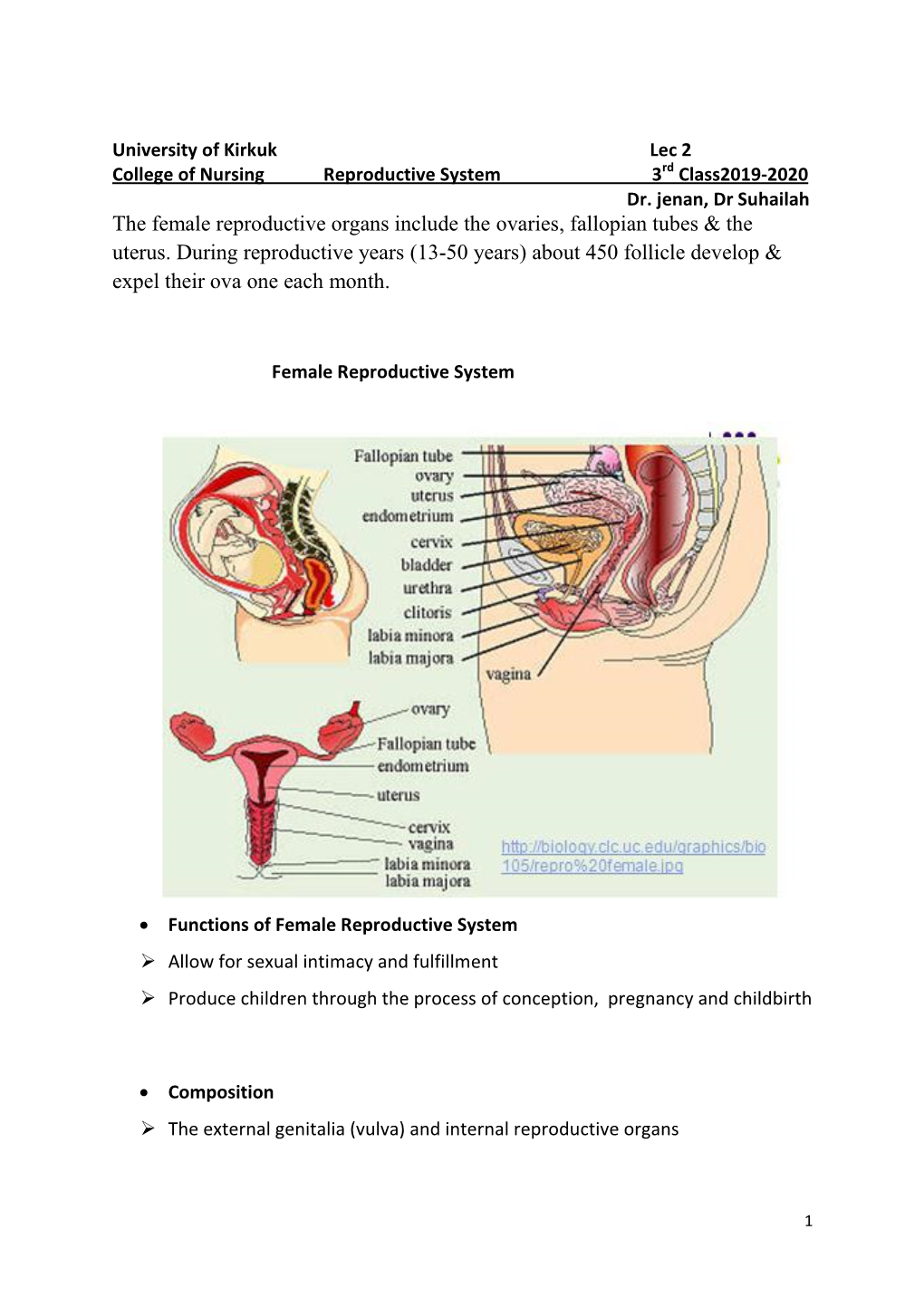 The Female Reproductive Organs Include the Ovaries, Fallopian Tubes & the Uterus. During Reproductive Years (13-50 Years) Ab