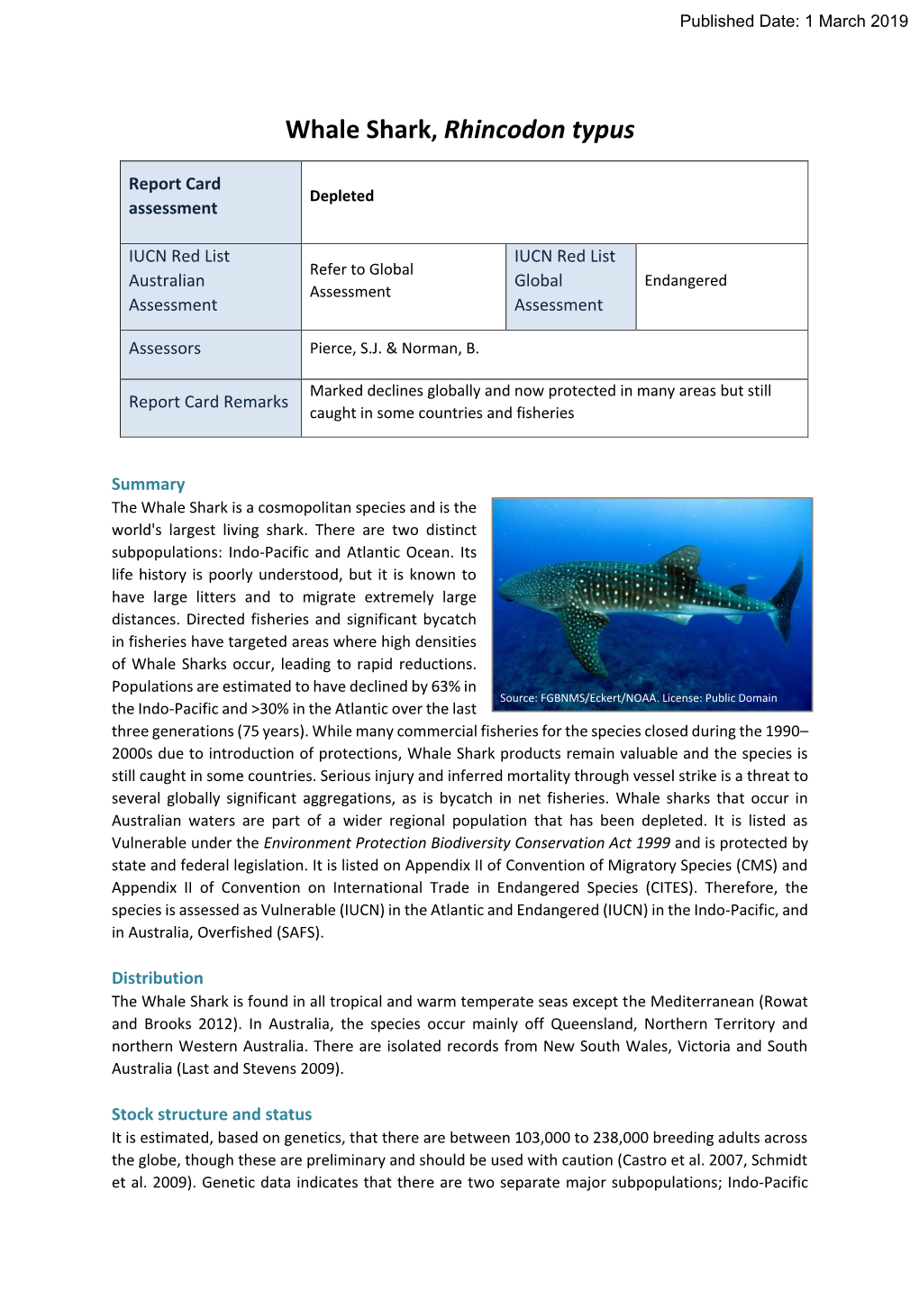 Whale Shark, Rhincodon Typus