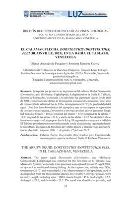 El Calamar Flecha, Doryteuthis (Doryteuthis) Plei (Blainville, 1823), En La Bahía El Tablazo, Venezuela