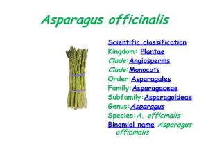 Asparagus Officinalis