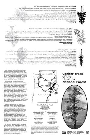 Conifer Trees of the Umatilla National Forest