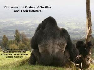 Conservation Status of the Gorilla Sub-Species