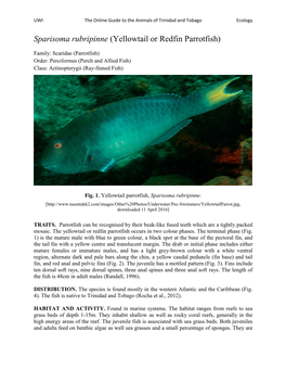 Sparisoma Rubripinne (Yellowtail Or Redfin Parrotfish)
