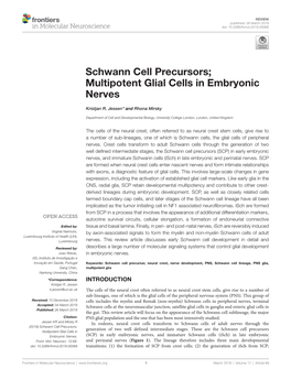 Schwann Cell Precursors; Multipotent Glial Cells in Embryonic Nerves
