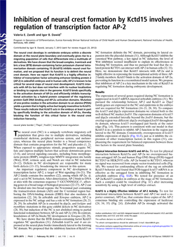 Inhibition of Neural Crest Formation by Kctd15 Involves Regulation of Transcription Factor AP-2