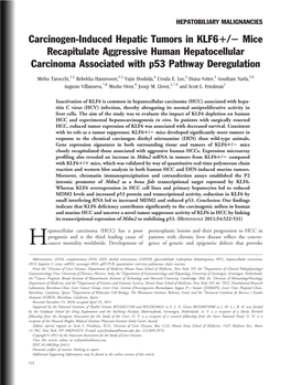 Carcinogeninduced Hepatic Tumors in KLF6+/ Mice Recapitulate