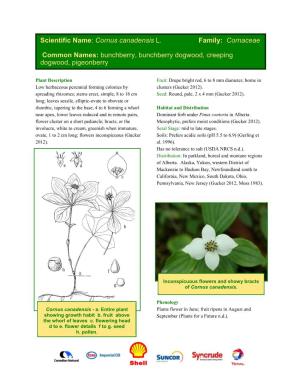 Scientific Name: Cornus Canadensis L. Family: Cornaceae Common Names: Bunchberry, Bunchberry Dogwood, Creeping Dogwood, Pigeonbe
