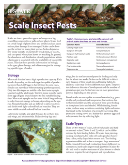 Scale Insect Pests