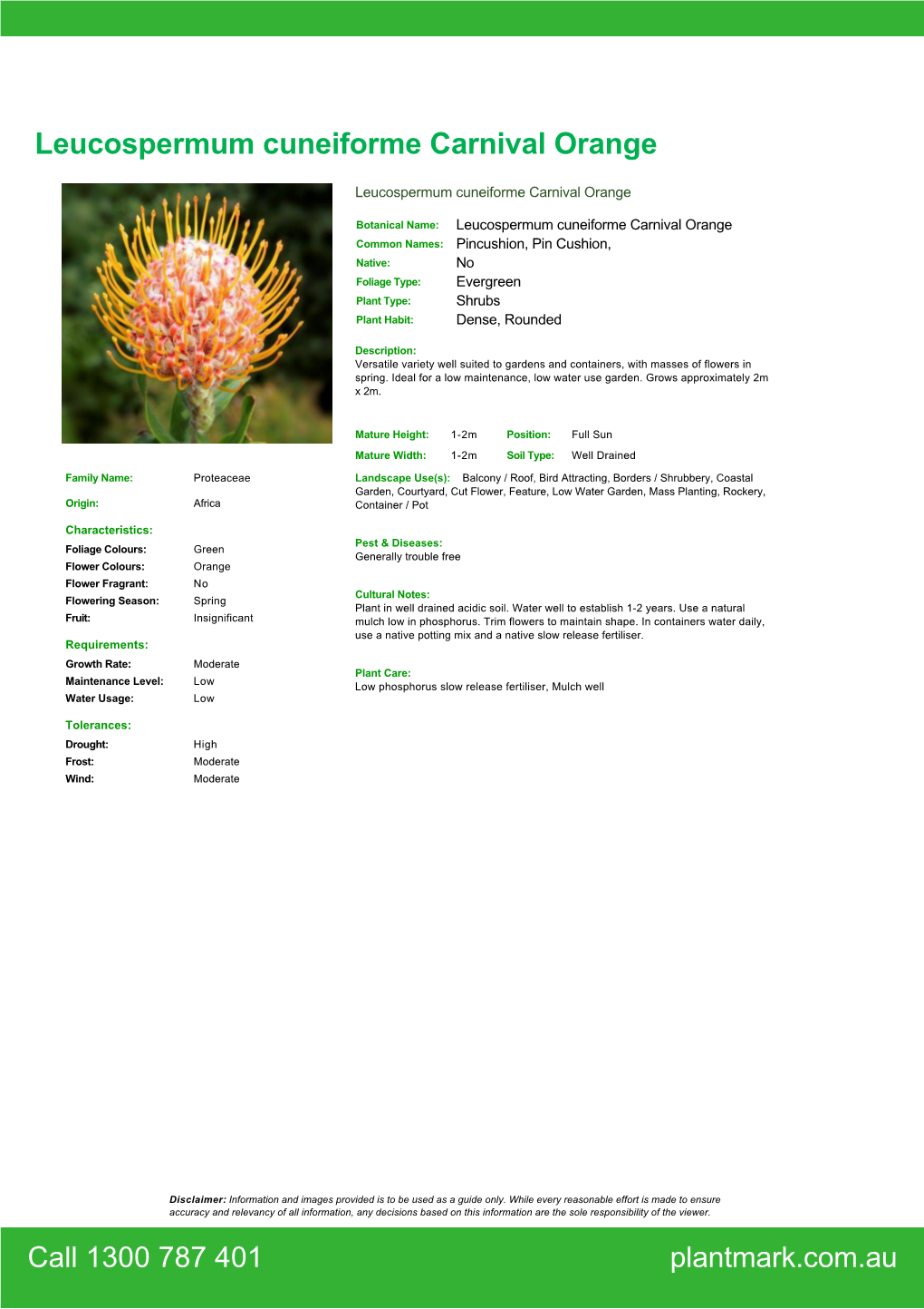 Leucospermum Cuneiforme Carnival Orange