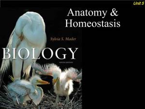 Anatomy & Homeostasis
