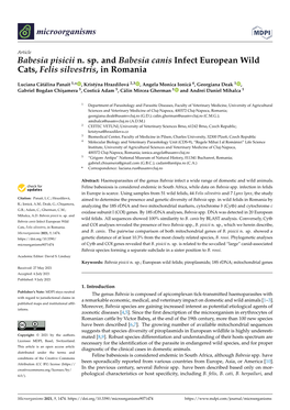 Babesia Pisicii N. Sp. and Babesia Canis Infect European Wild Cats, Felis Silvestris, in Romania