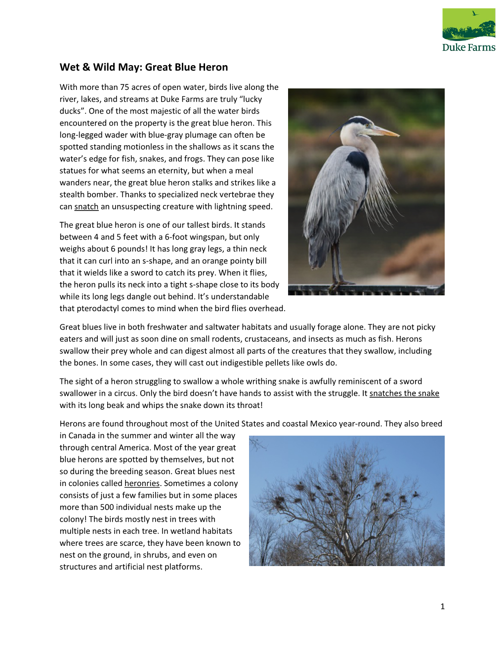 Wet & Wild May: Great Blue Heron