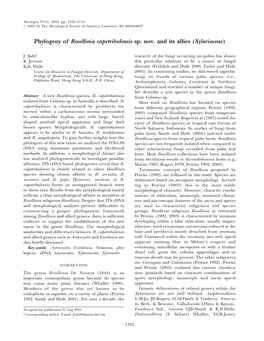 Phylogeny of Rosellinia Capetribulensis Sp. Nov. and Its Allies (Xylariaceae)