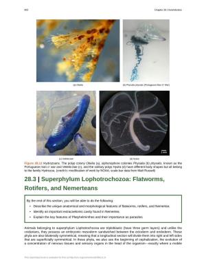 28.3 Superphylum Lophotrochozoa – Flatworms, Rotifers, and Nemerteans
