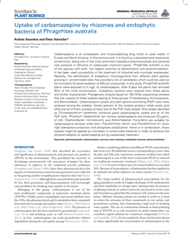 Uptake of Carbamazepine by Rhizomes and Endophytic Bacteria of Phragmites Australis