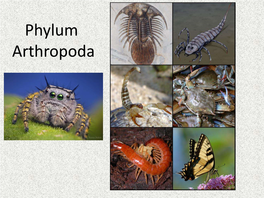 Phylum Arthropoda Phylum Arthropoda
