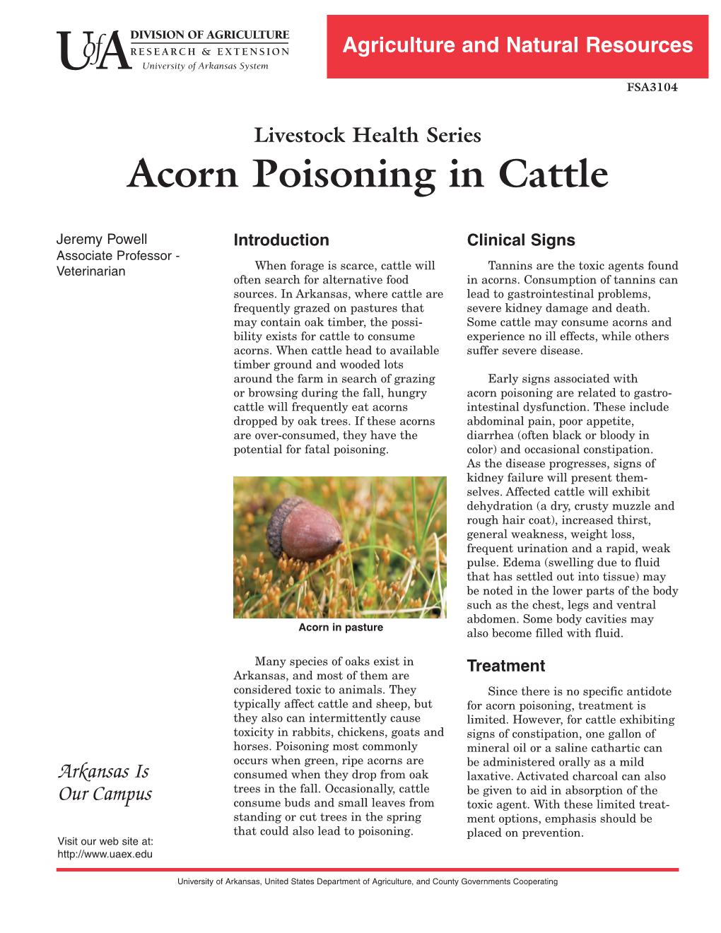 Acorn Poisoning in Cattle