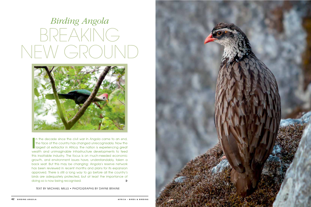 Birding Angola Breaking New Ground