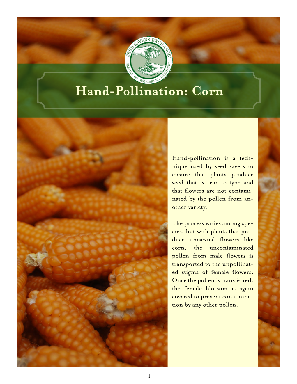 Hand-Pollination: Corn