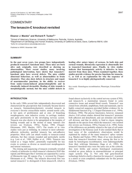 Tenascin-C Knockout Revisited