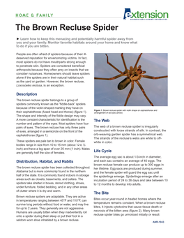 The Brown Recluse Spider