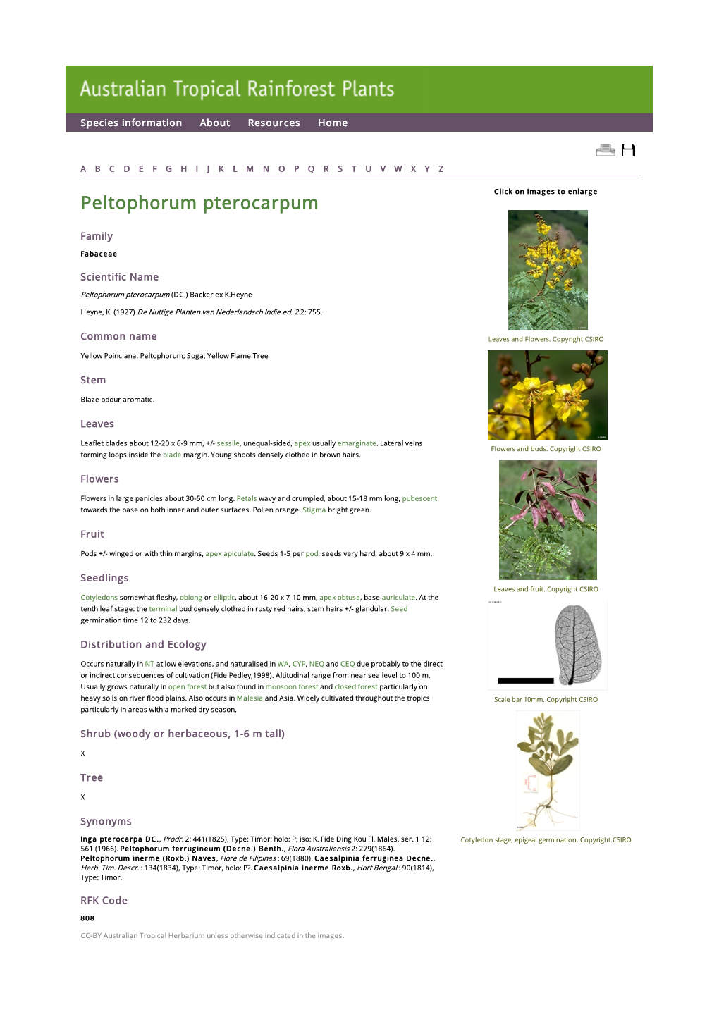 Peltophorum Pterocarpum Click on Images to Enlarge