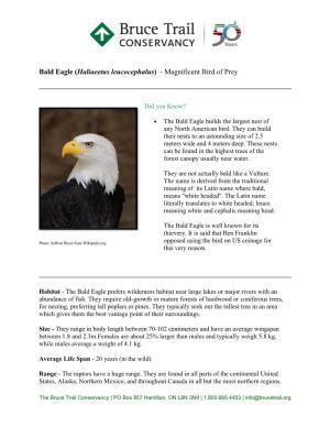 Bald Eagle (Haliaeetus Leucocephalus) - Magnificent Bird of Prey