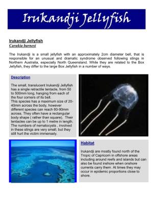 Jellyfish Irukandji