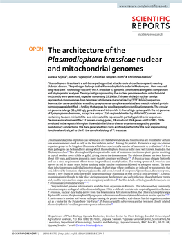 The Architecture of the Plasmodiophora Brassicae Nuclear and Mitochondrial Genomes Suzana Stjelja1, Johan Fogelqvist1, Christian Tellgren-Roth2 & Christina Dixelius1*