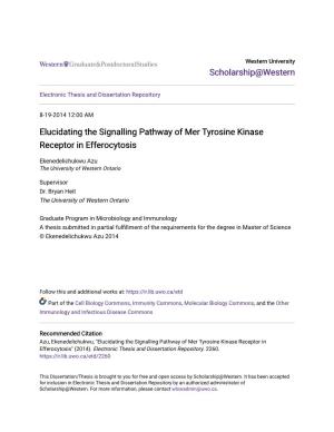 Elucidating the Signalling Pathway of Mer Tyrosine Kinase Receptor in Efferocytosis