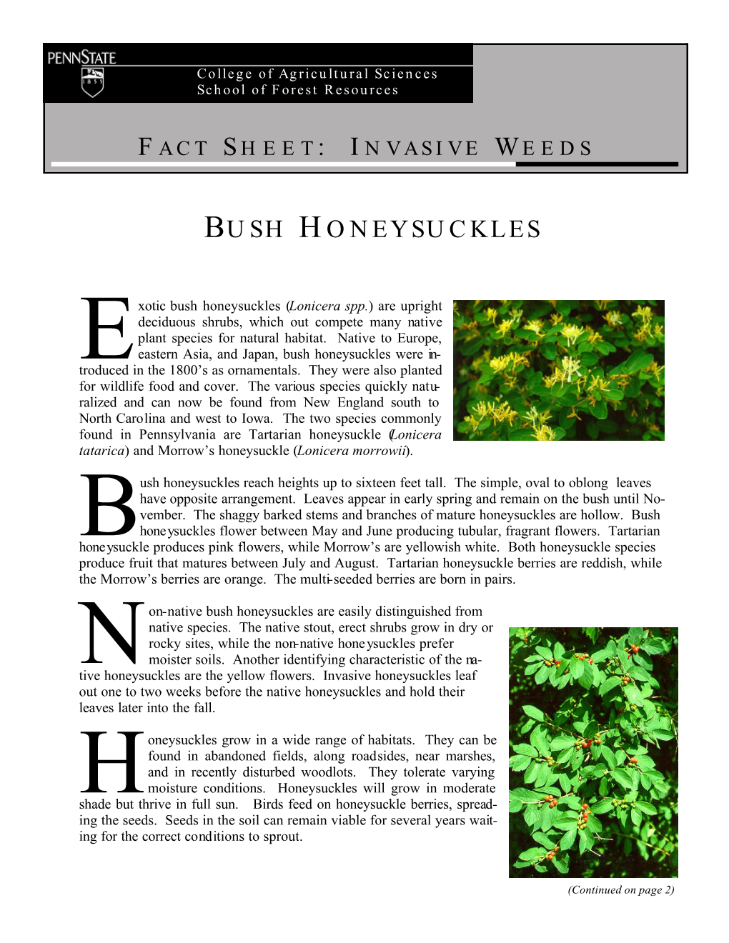 Bush Honeysuckles