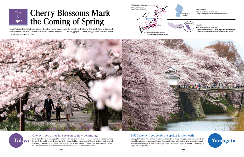 Cherry Blossoms Mark the Coming of Spring