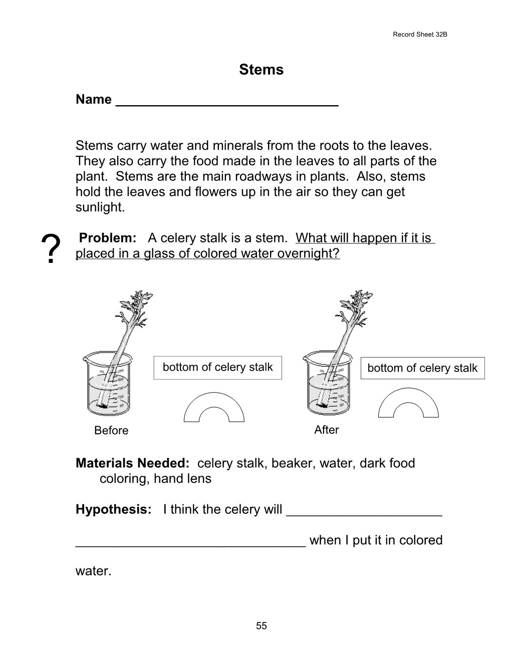 Stems Carry Water and Minerals from the Roots to the Leaves