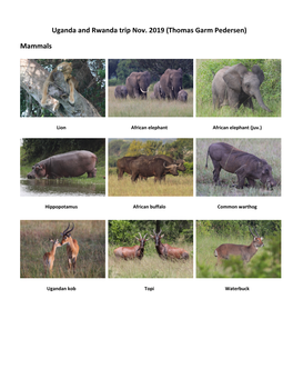 Uganda and Rwanda Trip Nov. 2019 (Thomas Garm Pedersen) Mammals