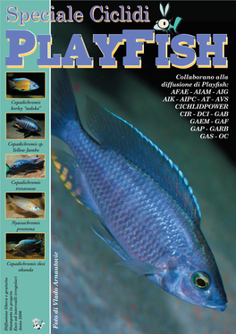 Playfish Playfish