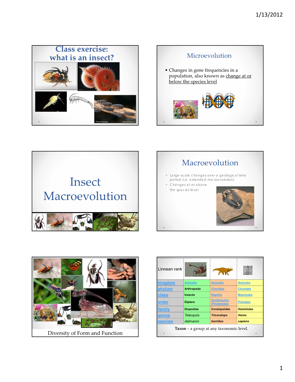 Insect Macroevolution