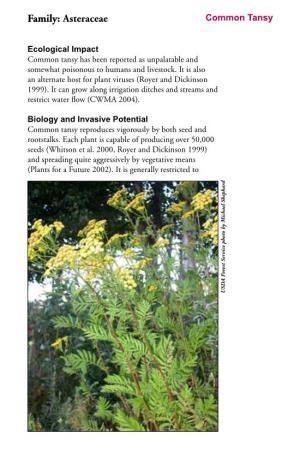 Invasive Asteraceae Copy.Indd