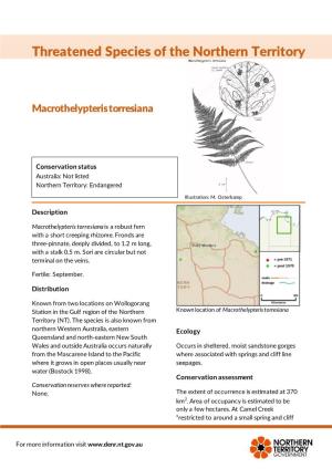 Macrothelypteris Torresiana