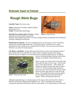 Rough Stink Bugs