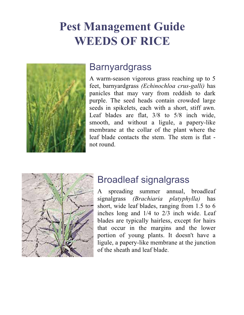 Pest Management Guide WEEDS of RICE