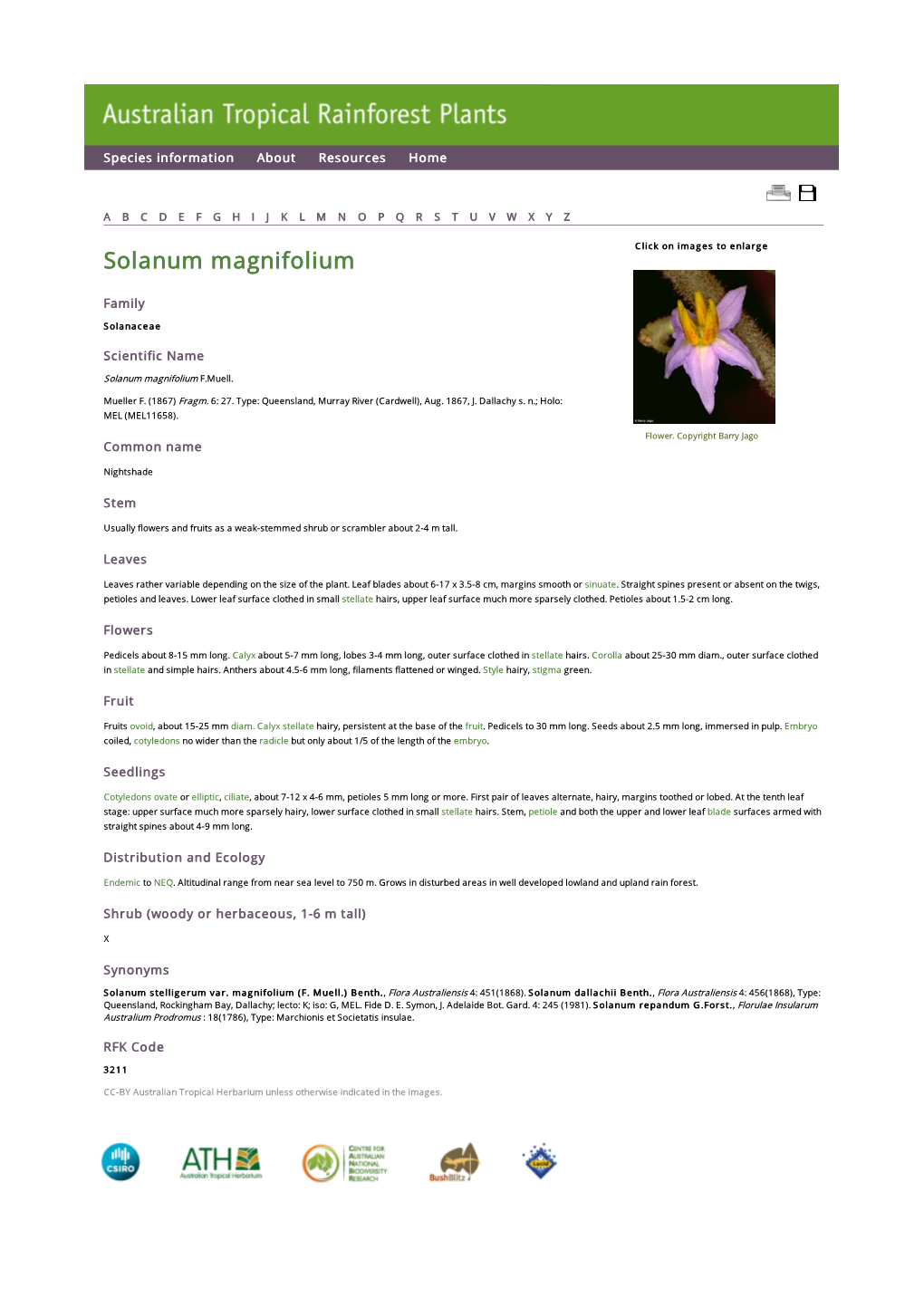 Solanum Magnifolium Click on Images to Enlarge