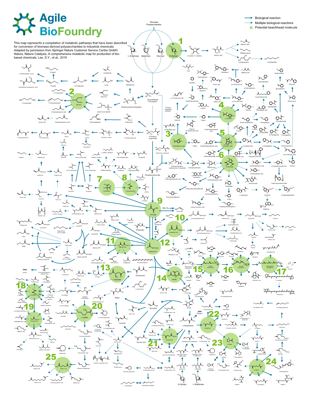 ABF Metabolic Map 11 for Survey Green