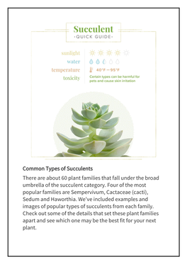 Common Types of Succulents There Are About 60 Plant Families That Fall Under the Broad Umbrella of the Succulent Category