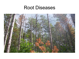 Root Diseases Diagnosis of Root Diseases Can Be Very Challenging Armillaria Root Disease • Symptoms Can Be Similar for Different Root Diseases • Below Ground Attacks