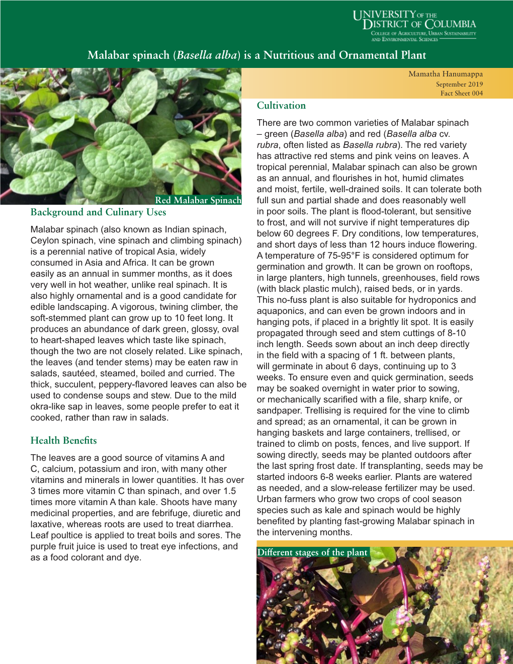 Malabar Spinach (Basella Alba) Is a Nutritious and Ornamental Plant