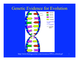 Genetic Evidence for Evolution